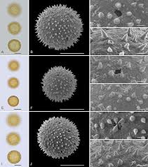 Image result for Picrodendraceae