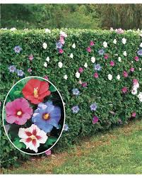 10 Hibiscus De Jardin Haie De 8 M Arbuste Fleuri Jardin Pot En 2020 Hibiscus De Jardin Haies De Jardin Hibiscus