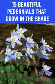11 popular perennial flowers for shady gardens. 15 Beautiful Perennials That Grow In The Shade Shade Garden Plants Shade Flowers Shade Plants