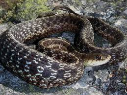 Maritime Garter Snake Snake Reptiles Animals