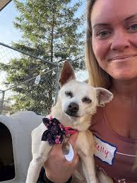 Sapphire visited the groomer today, too!! Lookit this cutie panda bear we  got back! 🐼 Thank you Cara du Preez!