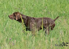 2 months ago 1,8k 32:41. Atlas De La Diane Du Drouvenant Chien De Race Toutes Races En Tous Departements France Inscrit Sur Chiens De France