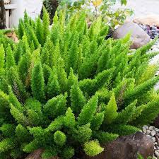 Image result for Asparagus psilurus