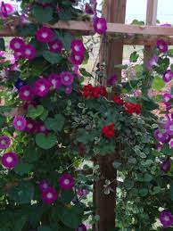 Morning Glories Surround A Hanging Basket With Geraniums And Trailing Vinca Geraniums Better Homes And Gardens Hanging Baskets