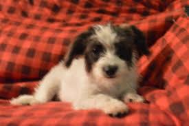 Our veterinarian was so impressed with our teddy bear puppies that he purchased one for his own family! 5 Month Old Teddy Bear Puppies 2 Males Ea 2 Females Ea For Sale In Stacy Minnesota Classified Americanlisted Com