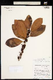 Image result for Chrysophyllum welwitschii