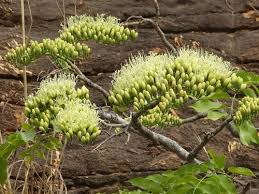 Image result for Daniellia alsteeniana