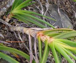 Image result for Aloe inyangensis