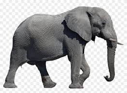 Free Png Elephant Png Images Transparent Elephant Png Png Download 850x579 567249 Pngfind You can download free elephant png images with transparent backgrounds from the largest collection on pngtree. free png elephant png images