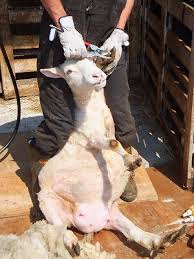 「羊 毛刈り」の画像検索結果