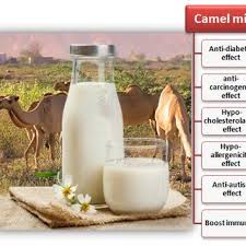 About 5.3 million tons of the stuff is produced around the. Pdf Camel Milk Nutritional Composition Functionality And Health Benefits A Mini Review