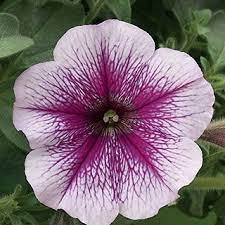 Opera Supreme Lilac Ice Petunia Seeds Petunia Flower Petunias Bloom Where Youre Planted