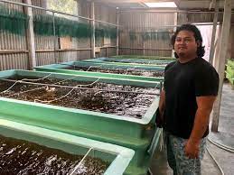 Dalam usaha pembesaran udang galah, bibit yang adalah faktor utama yang harus diberikan perlakuan khusus. Penternak Lepaskan 600 000 Anak Udang Galah Ke Sungai Timun