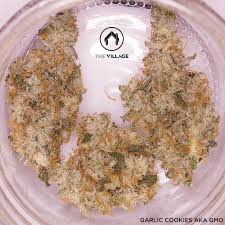 Badazz cookies og by seedsman strain information. Garlic Cookies Aka Gmo The Village