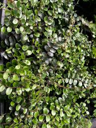 Image result for Pellaea dura