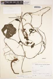 Image result for Dioscoreophyllum