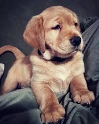 Maybe you would like to learn more about one of these? Pin On Cute Puppies