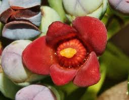 Image result for Canellaceae