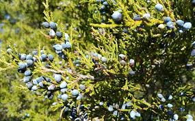 Bobice su velike kao grašak i mesnate. Kleka Biljka Koje Se Setimo Kad Pomislimo Da Nema Leka Oseti Srbiju