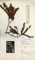 Image result for Brachystegia utilis