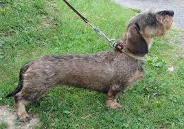 We offer most colors and patterns: German Wirehaired Dachshund Puppies For Sale Petsidi