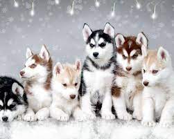 Baby Huskie Wallpapers Top Free Baby Huskie Backgrounds Wallpaperaccess