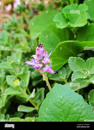 Image result for Coleus caninus