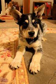 < back to see more dogs. Blue Heeler Husky Mix Puppies For Sale Petsidi