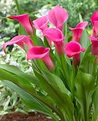 Kit 05 Bulbos De Flores Callas Copo De Leite 5 Cores Mercadolivre