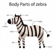 Premium Vector Illustrator Of Body Parts Of Zebra