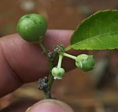 Image result for Rinorea