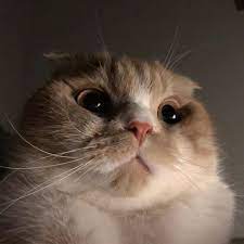 That they are endowed by their creator with certain unalienable rights. Cihir Cute Baby Cats Baby Cats Cute Cat Memes