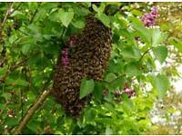 Du hast einen bienenschwarm im garten? Bienen Schwarm Bienenschwarm Schwarmfanger In Hessen Langen Hessen Zu Verschenken Ebay Kleinanzeigen