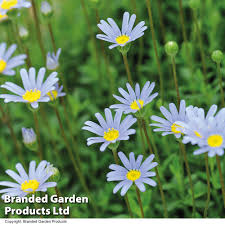 Image result for Felicia grantii