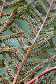 Image result for Cyathea dregei