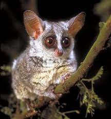 Galago Animals Wild Rare Animals Weird Animals