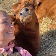 Dexter cows for sale due to health issues