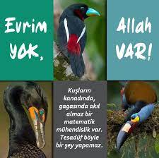 balik kus agac bocek denizanasi denizati mercan yengec cicek papagan tirtil nudibranch murekkep baligi mantar papa papagan denizatlari denizanasi