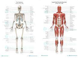 Here's the complete overview of anatomy and physiology coloring workbook global edition pdf: Welcome To Ms Stephens Anatomy And Physiology And Environmental Science Class Website Anatomy And Physiology