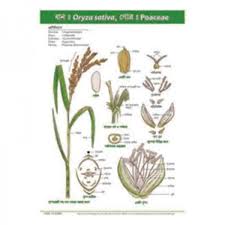 Image result for Oryza sativa