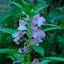 Image result for Impatiens balsamina