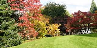 For more information on each of these species go to top tree species for calgary. What Are The Best Trees For My Calgary Garden Mirage Landscaping