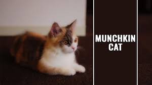 Maybe you would like to learn more about one of these? Munchkin Cat 12 Must Know Facts About The Short Legged Cat Petmoo