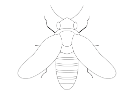 January 11, 2021january 11, 2021 by coloring. Insects Coloring Pages 100 Pictures Free Printable