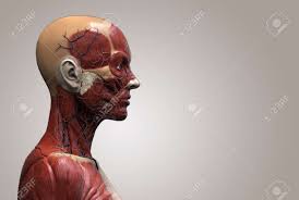 I sculpted a woman and her muscular anatomy for some practice. Human Body Anatomy Of A Female Muscle Anatomy Of The Face Neck Stock Photo Picture And Royalty Free Image Image 64471719