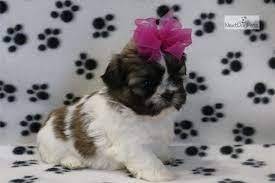 I've 2 adorable tricolored shih tzu puppies ready for new family. Little Glitz Shih Tzu Puppy For Sale Near Joplin Missouri 4a4fb311 F111