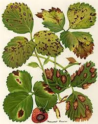 A mature plant can disperse up to 18,000 seeds per plant, and their seeds are easily distributed by human, environmental, and animal transport. Diagnosing Strawberry Leaf Diseases Image Margaret Senior Strawberry Leaves Strawberry Plants Plant Pests
