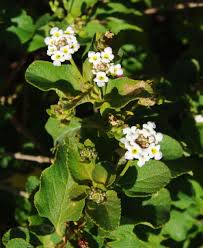Image result for Lantana ukambensis