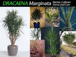 Check spelling or type a new query. Dracaena Marginata Care Growing The Red Edged Madagascar Dragon Tree
