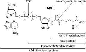 What does adp abbreviation stand for? Adp Ribosylation Of Arginine Springerlink